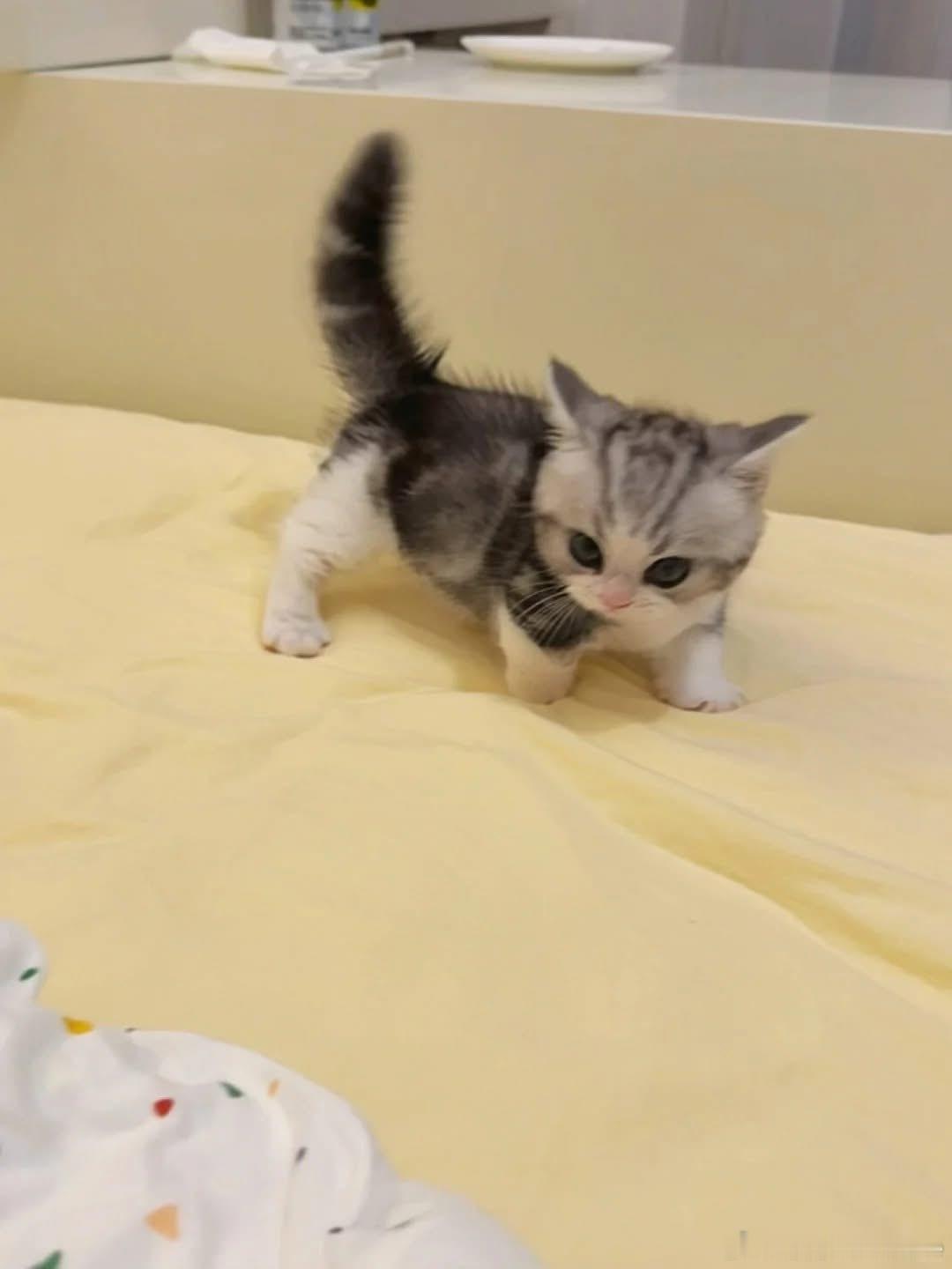 猫宁 