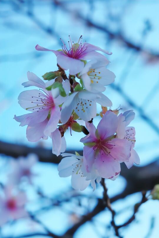 东京 | 在上野，终于奔赴了一场樱花之约