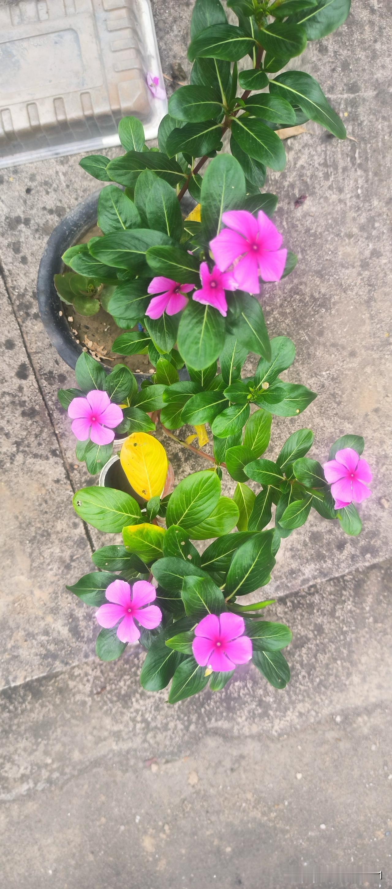 晒图笔记大赛绿植自己种，紫红绿叶不知啥名称。