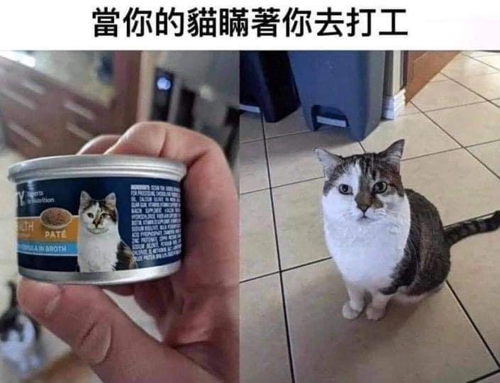 猫师傅，你做什么工作的[doge]#猫猫meme# ​​​