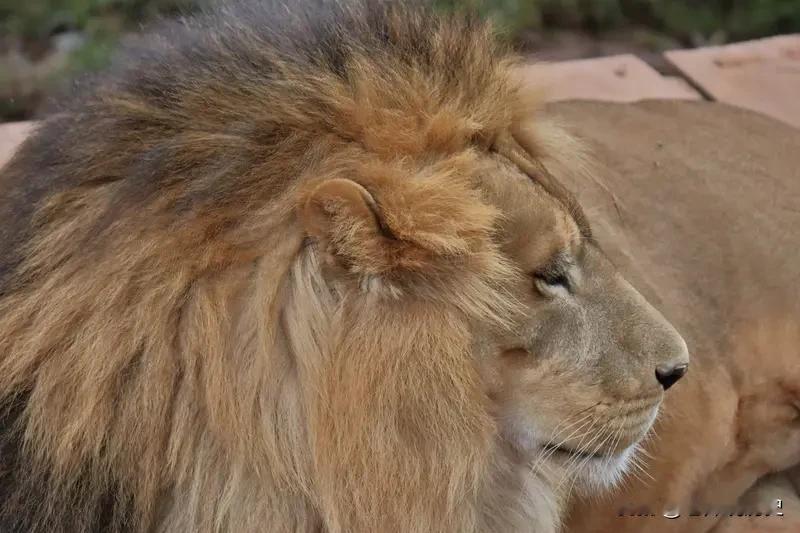 我见过那与生俱来的霸气！就像雄狮巡视领地，眼神犀利，步伐沉稳，不怒自威，瞬间让周
