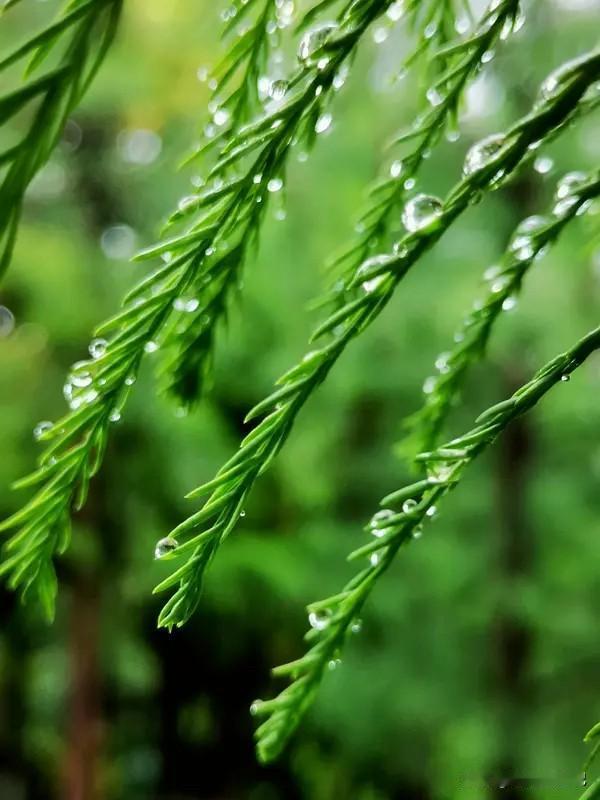 春夏秋冬的四个节气，但是具体代表什么我真不知道，这个需要去查资料了，你们都知道什