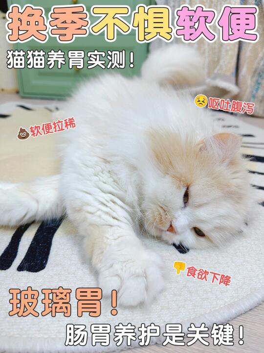 玻璃肠胃小猫实测养胃！！换季不惧软便啦