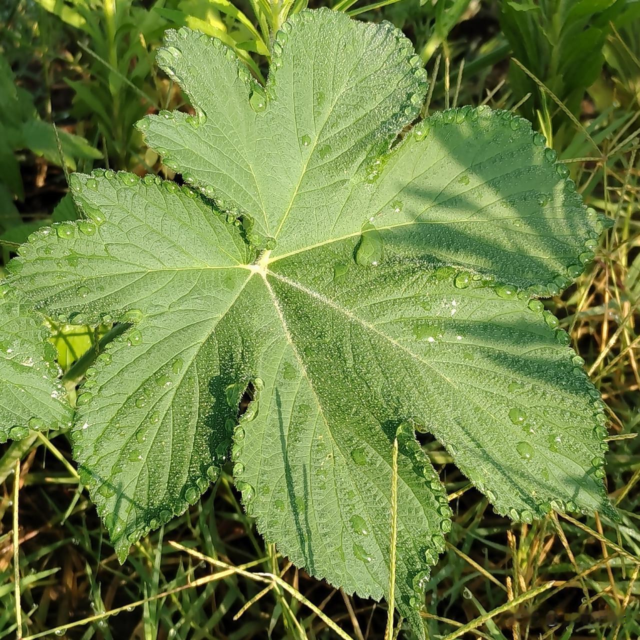 你看清晨叶子上的露珠是多么可爱，像是给每片叶子的周围镶了一圈的珍珠。大自然是多么