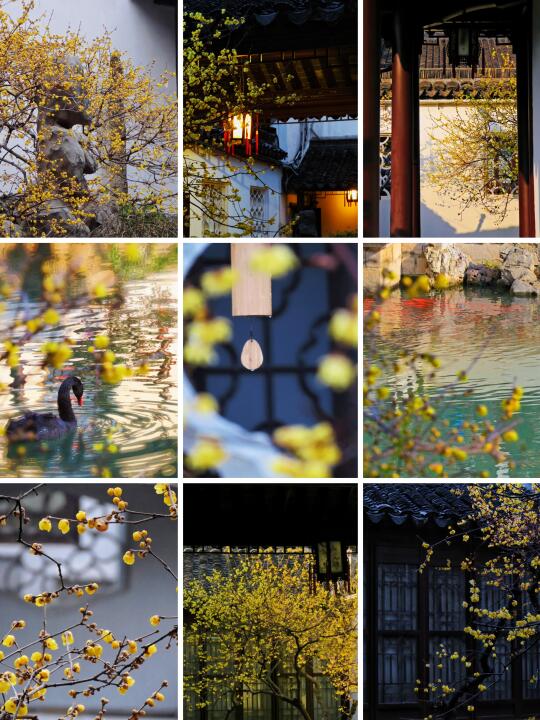 以为南京明孝陵蜡梅够美了，直到来了瞻园