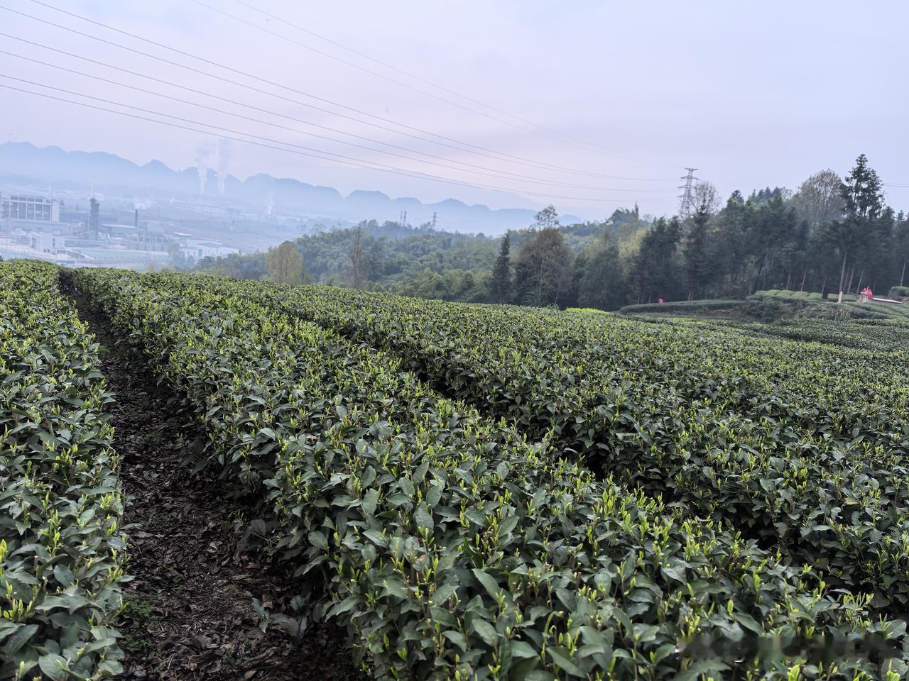 昨晚我打老板娘的电话和我妈视频了，我问她10多天了还不想回来吗？她说不想回来，在