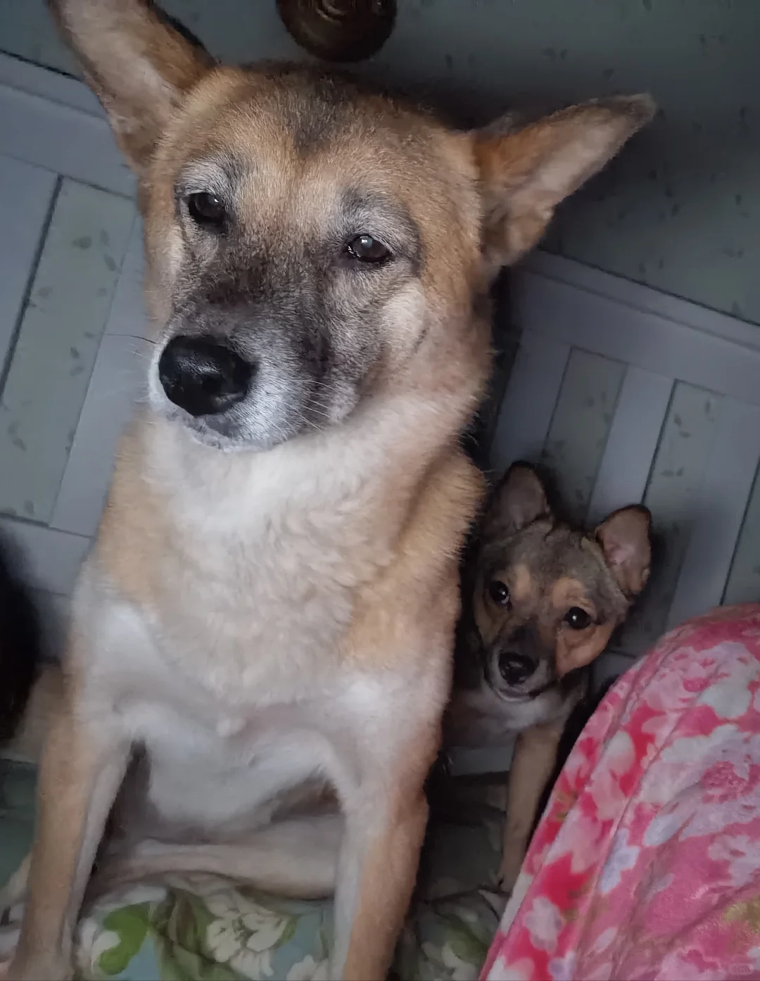 凌晨四点半两个争宠的犟种