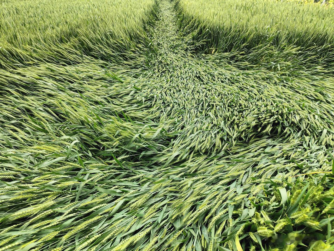 倒春寒躲过去了，倒伏却没有躲过，后期自然灾害越来越多，不仅有大风暴雨，还有高温干