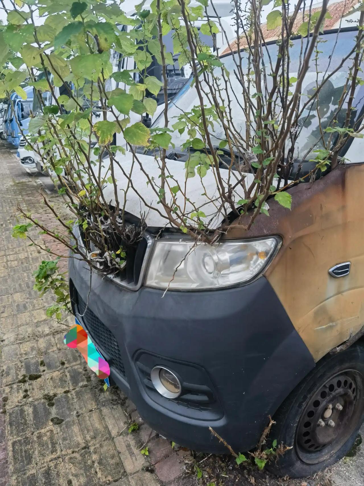 植物的生命力，真令人难于想象。
一台搁置在路边的旧车，风霜锈蚀了车身，车头铁皮盖