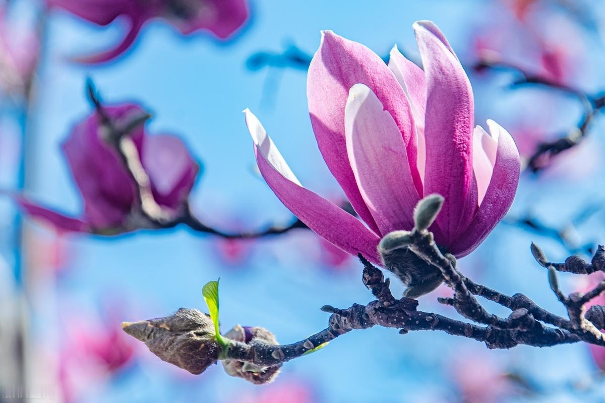 人生就是，你若真的得到了别人的幸福，同时也要遇到他的苦恼，谁的生活全部会是苦恼，