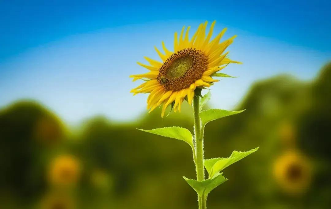 每日一悟：【我很喜欢这段话】

生而平凡，并不可耻，
一辈子踏实努力，
认认真真