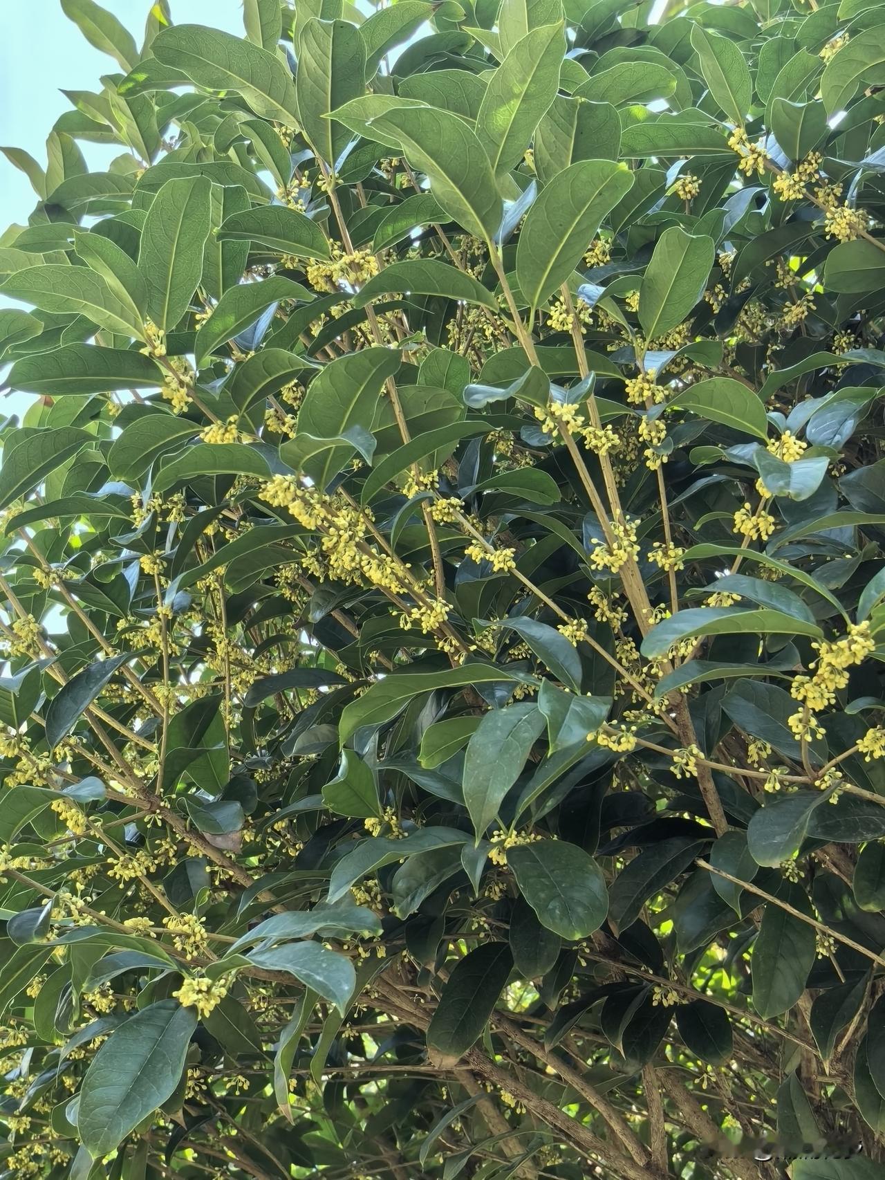 一树桂花一树秋。深绿的叶，明黄的花，簇簇拥拥藏在枝头，似羞涩又似热烈。花苞虽小，