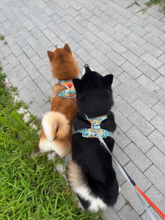 总会刻意忘记小狗多大了