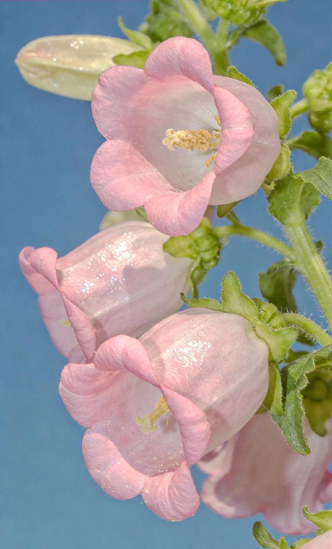 晒图笔记大赛这簇风铃草在浅蓝色背景下绽放得格外温柔。粉白渐变的花瓣如铃铛般悬垂，