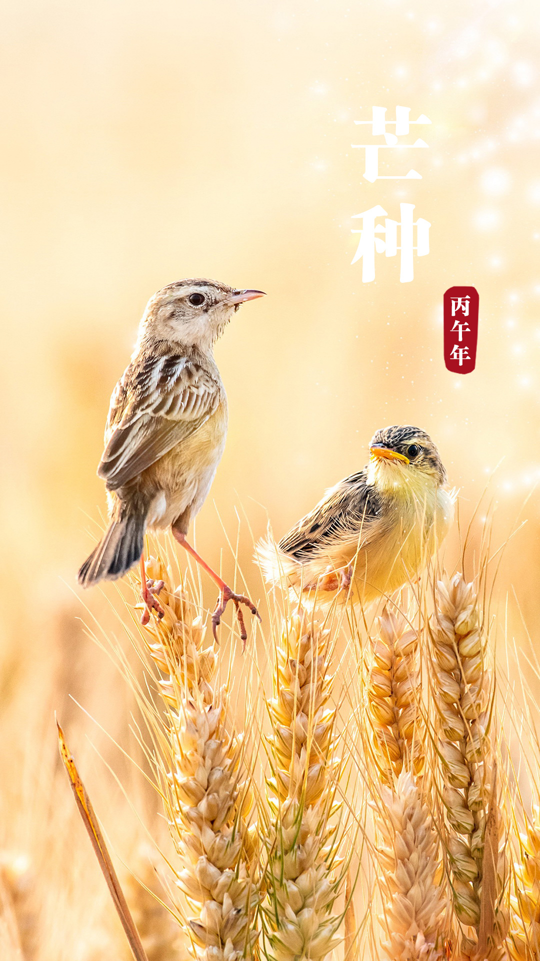 芒种 芒种意味着忙碌的劳作，南方种稻，北方收麦，开启新一轮农忙，日渐强烈的阳光和