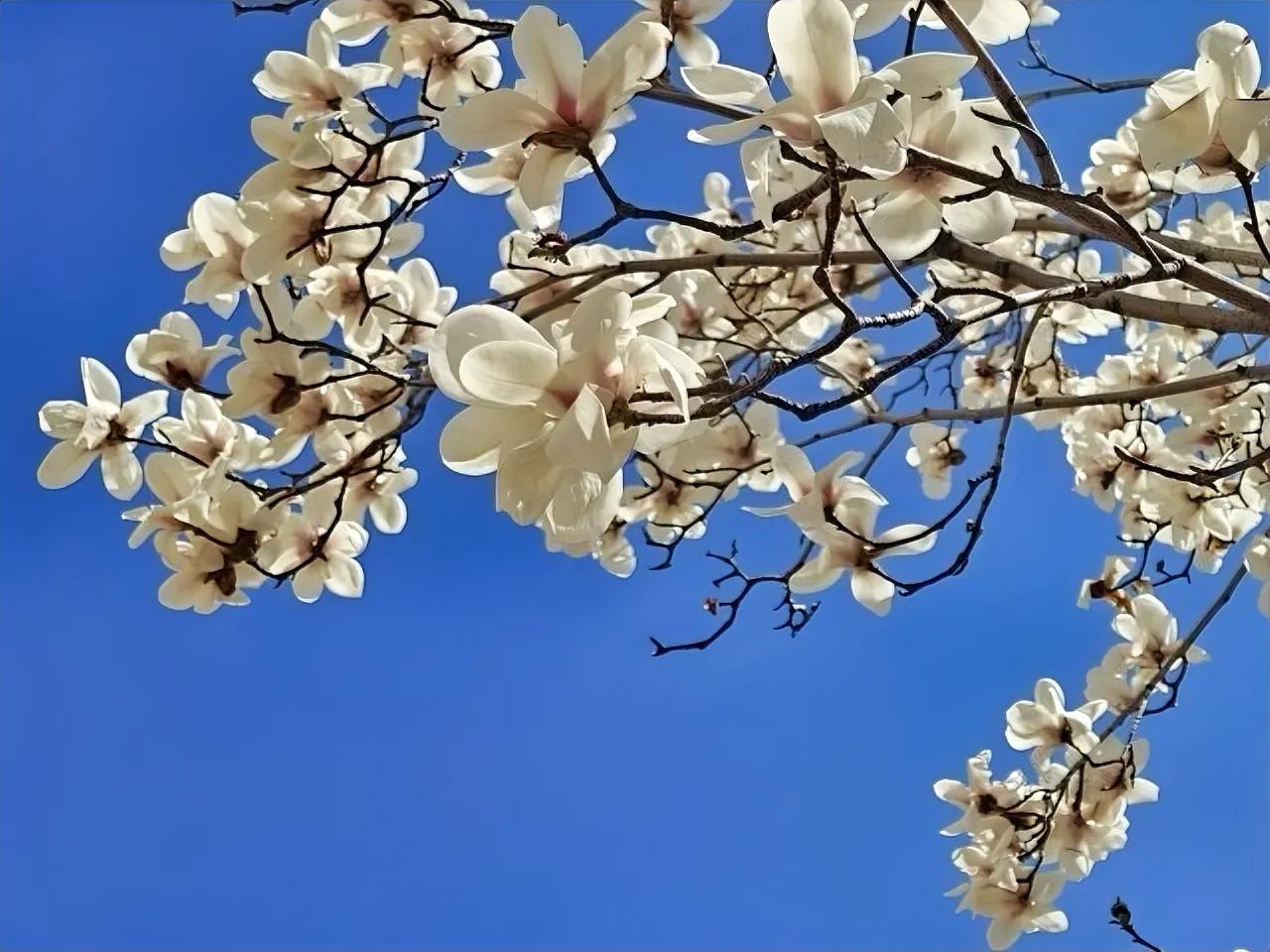 暖风徐来，春色漫染山河，我也寻一处美景，打卡属于自己的春日时光。

不必奔赴远方