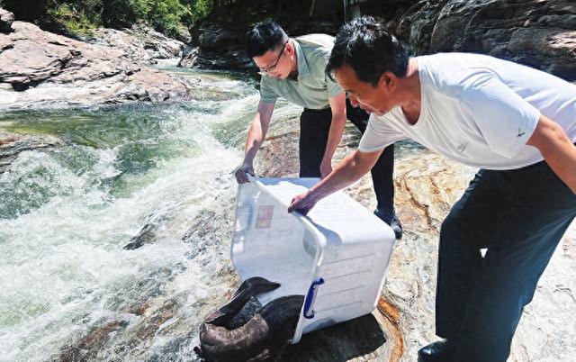 [美丽中国陕西行]野生大鲵搁浅市民及时救援