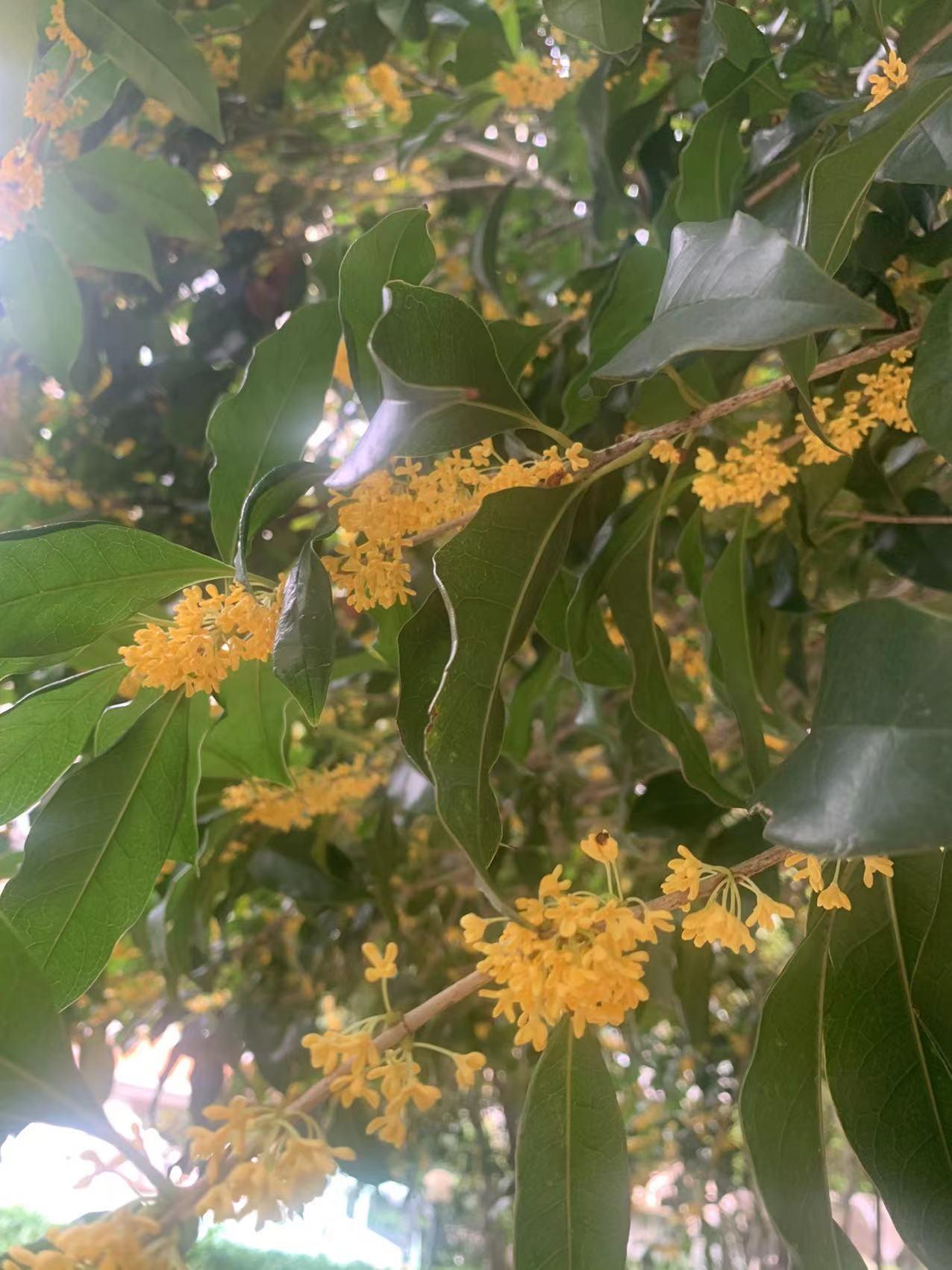 陈国梁老师推荐：九月初九桂花开

往年八月桂花遍地开.恰因今年农历八月气温高，桂