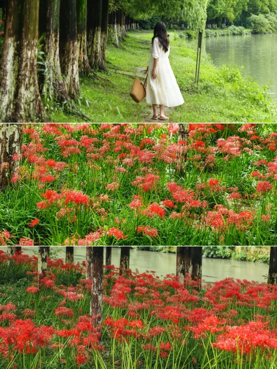 9.12实拍！🌸这个公园的彼岸花开爆了！