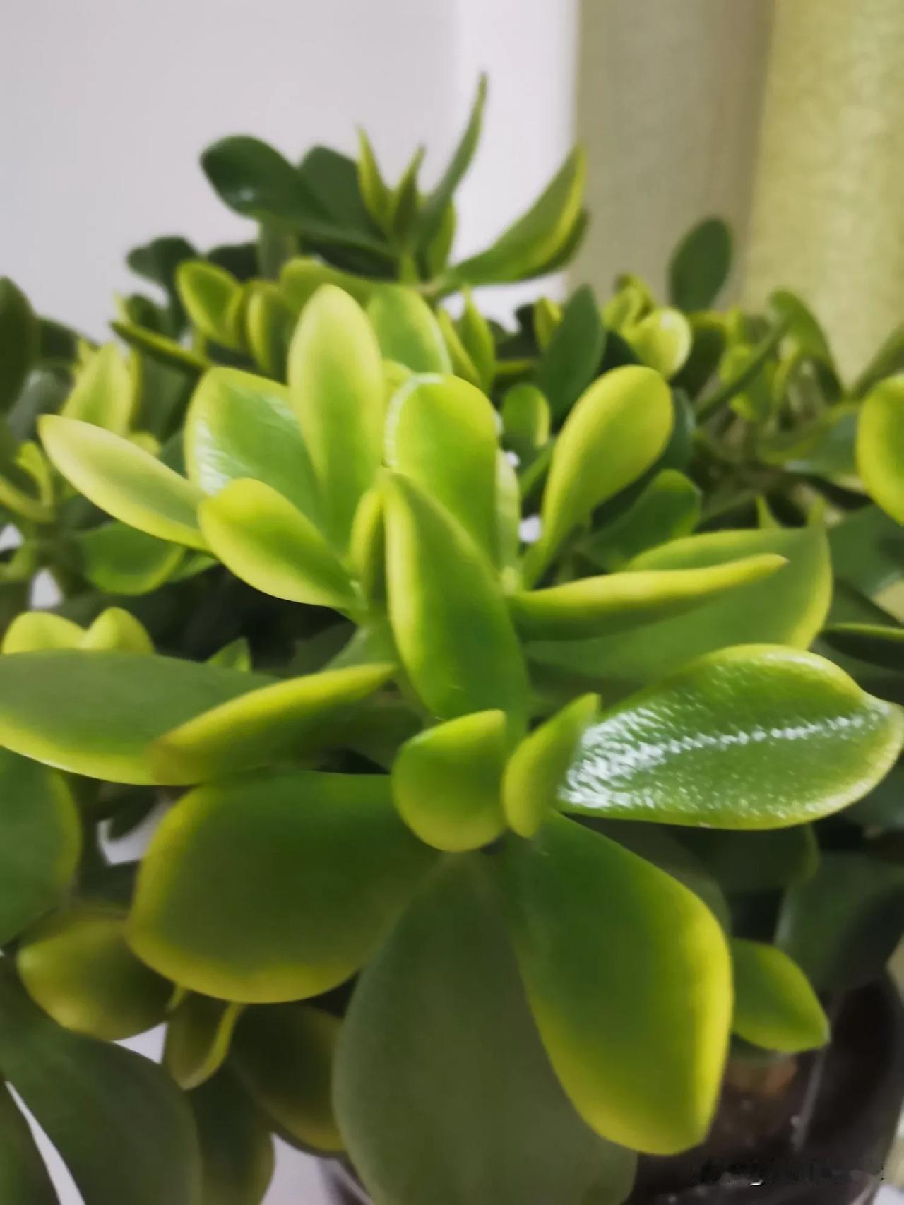 已经是冬天了，花的长势不错。