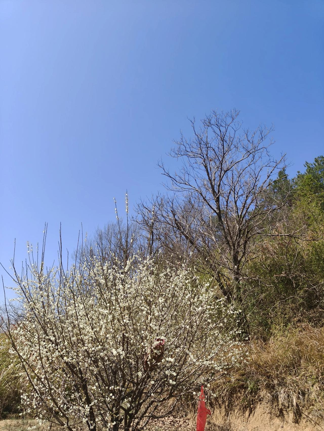 山上人家种的梅花～🌸🌸🌸🌸