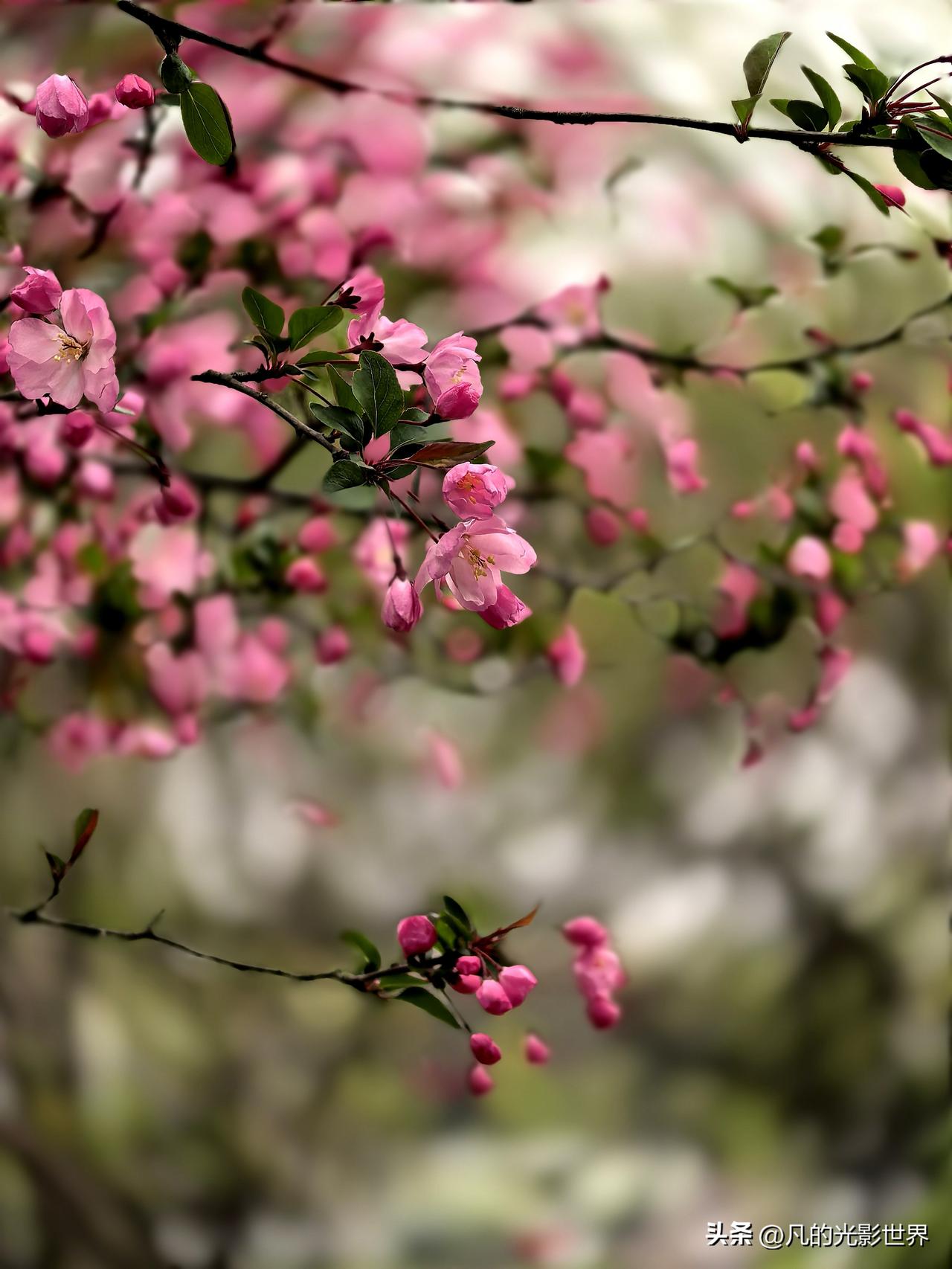 一定要去看看大明寺的海棠花呀//@头条评论精灵:拍得真美！😍 海棠花开的样子是