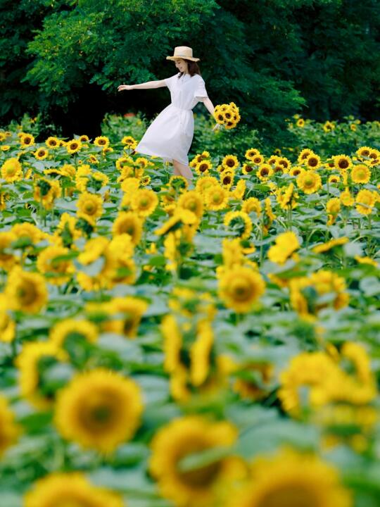 🌻2025奥森向日葵花海可以冲了！