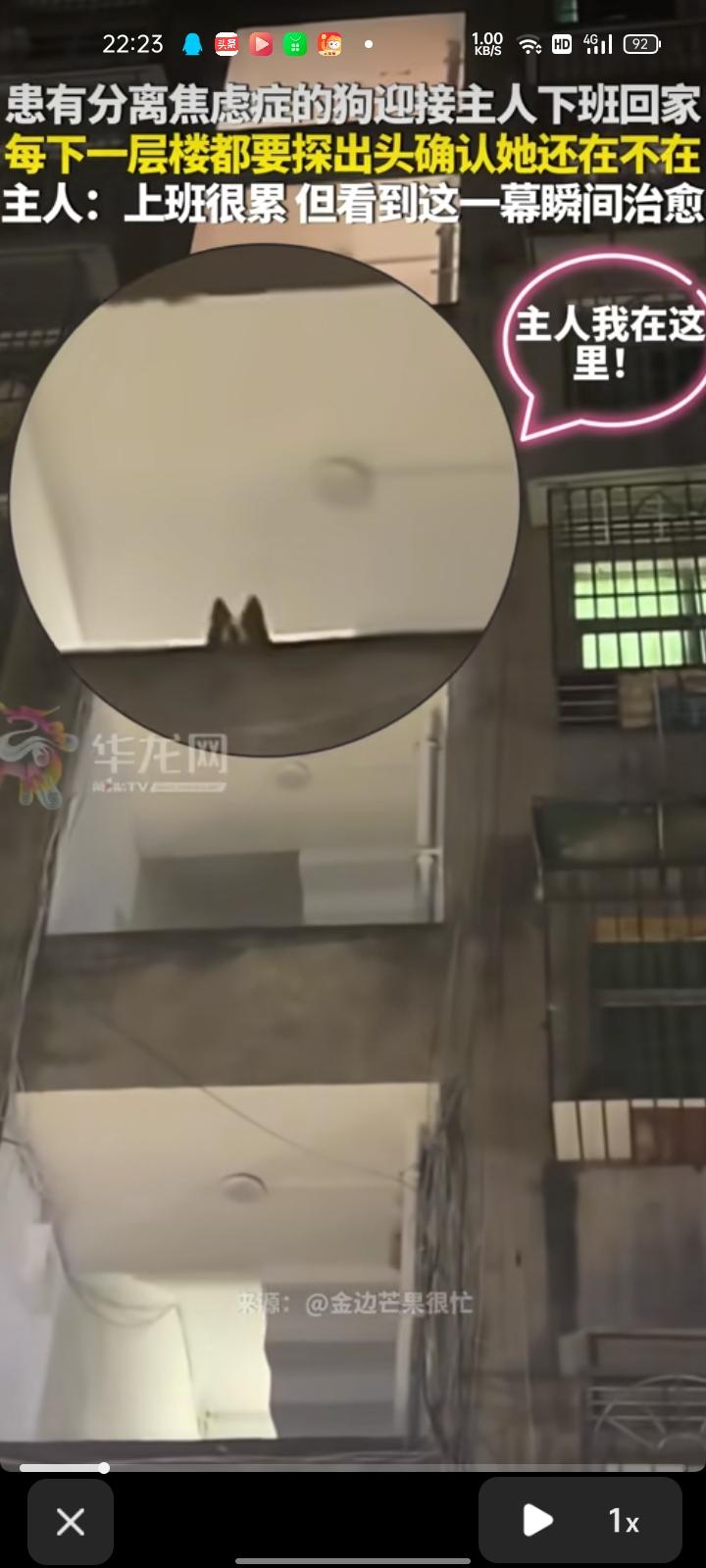 5月23日，广安市武胜县。夏女士称，自家小狗患有分离焦虑症，每下一层楼都要探出头