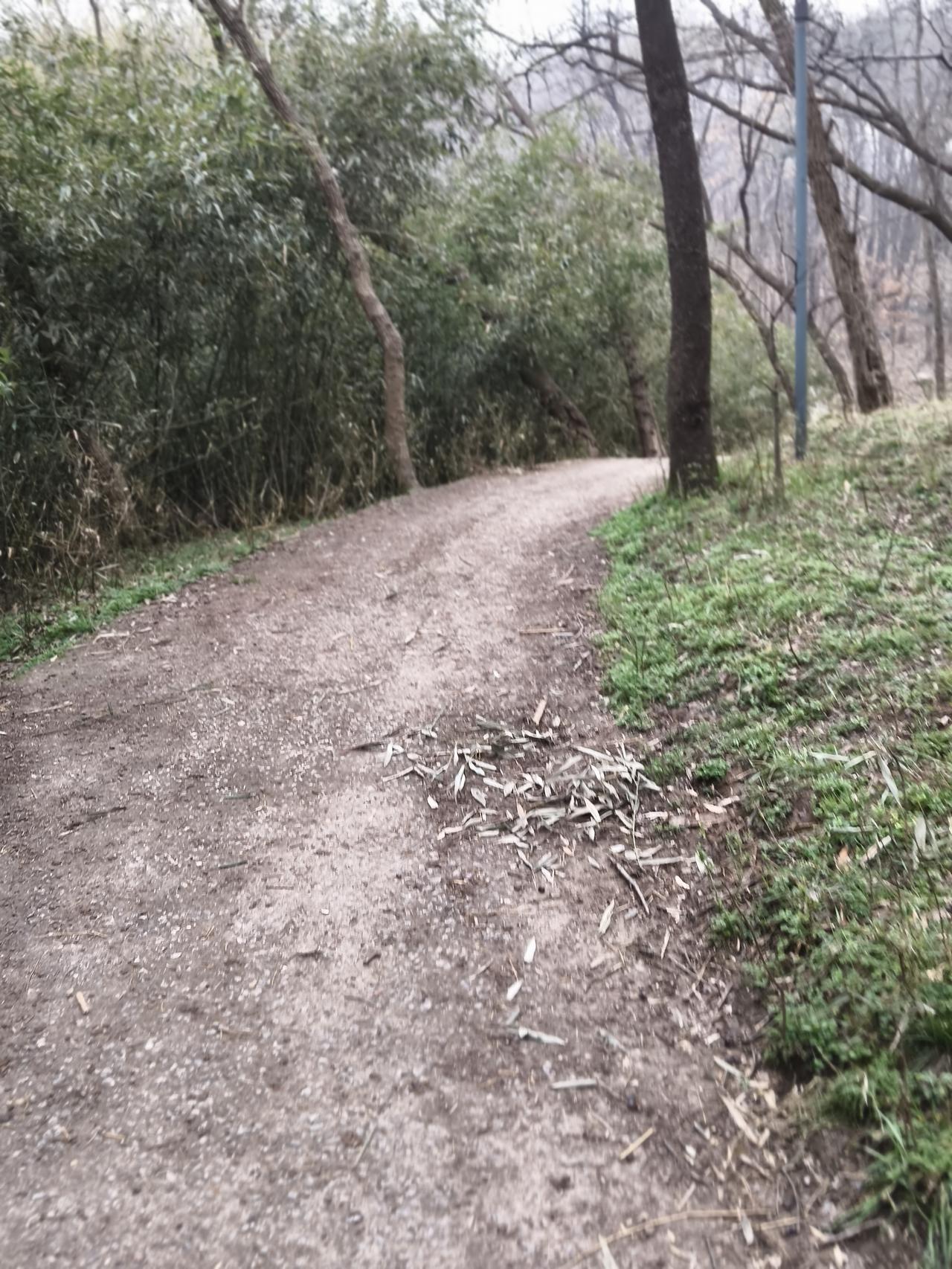 新年爱好打卡我们这本不产竹子，为了造景在这个地方种了一部分竹子。种的太密了。其实