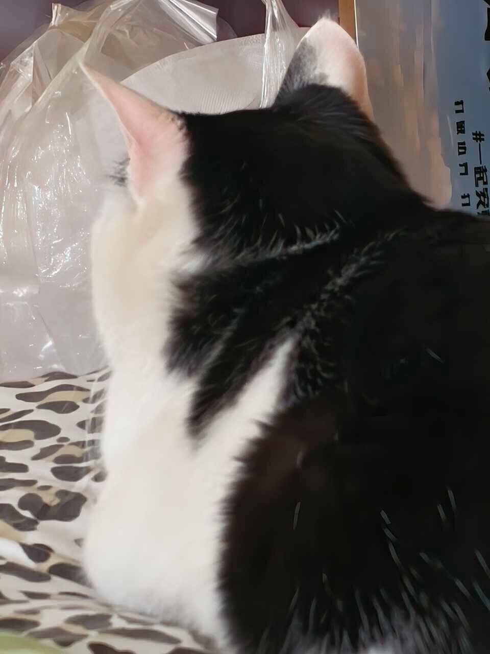 我就这样迎接周一：daily奶牛猫 （投稿：） 
