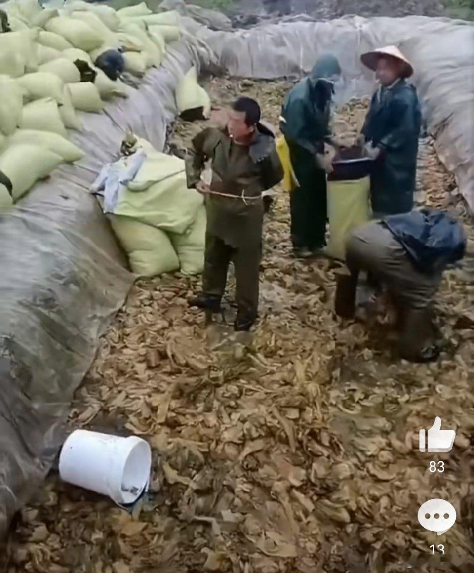 老坛酸菜 脚踩为什么不用机器要用脚踩，难道脚踩出来的酸菜味道更好，更地道？ 