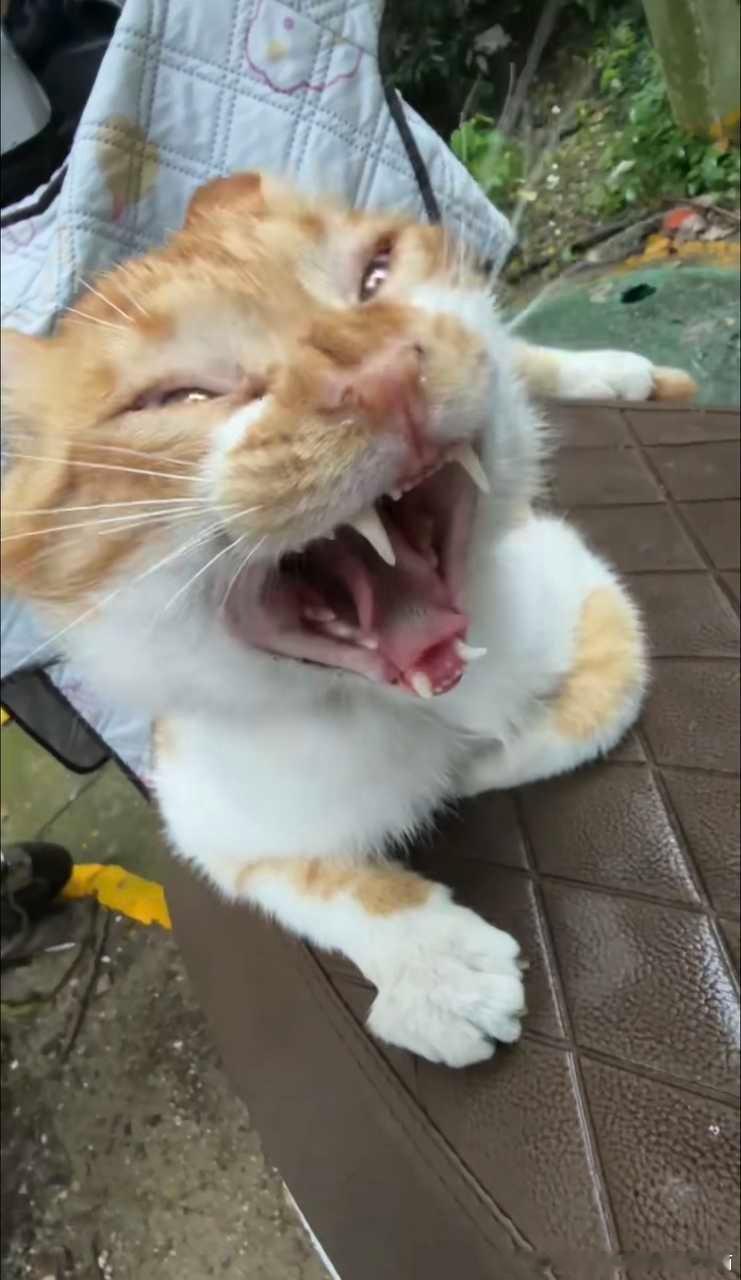 50578【丑猫】拍到赖皮蛇了 