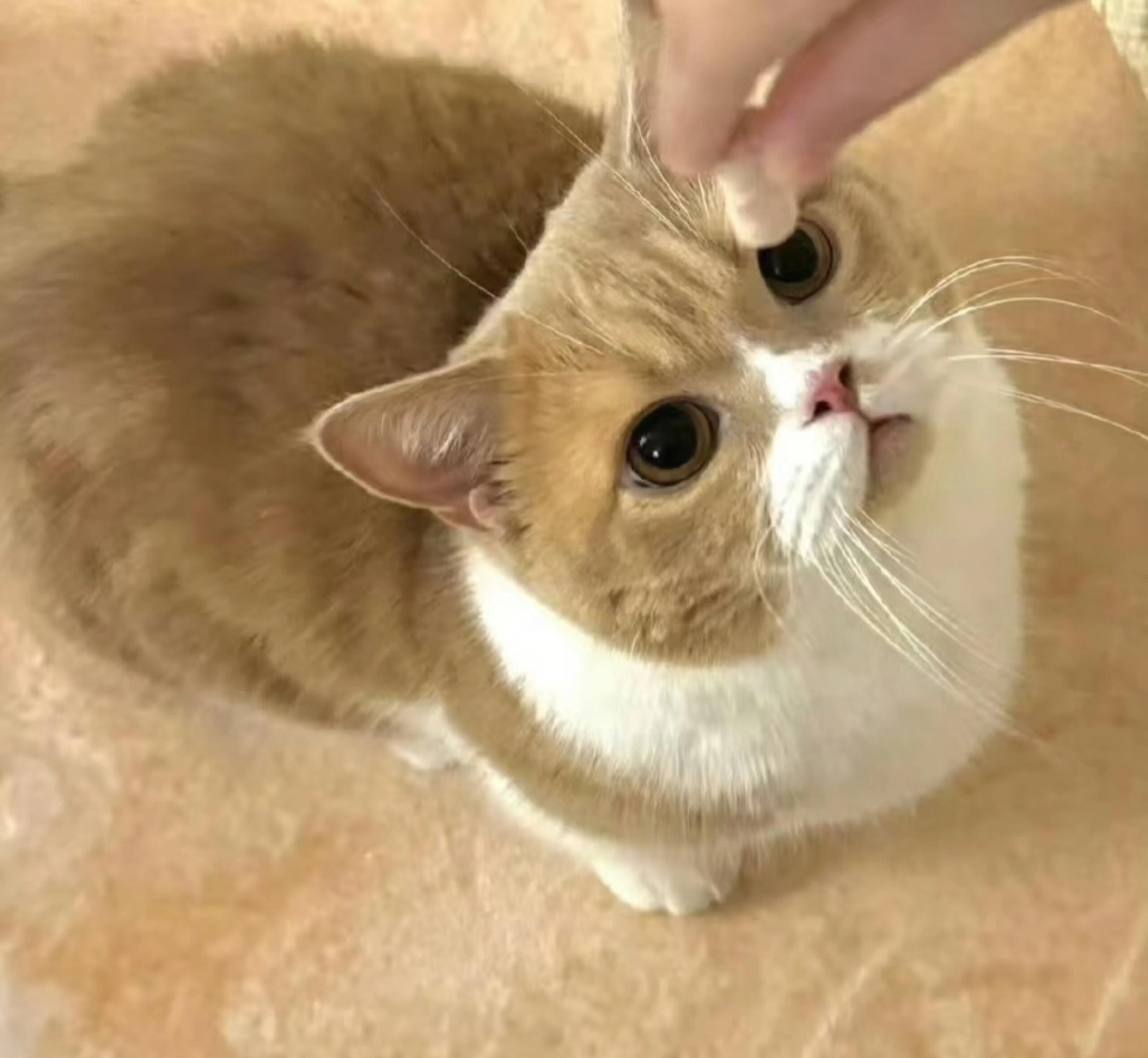 鞠婧祎的猫也有番位 谁家小猫还拥有专属番位！在鞠婧祎这里，家里每只毛孩子全是C位