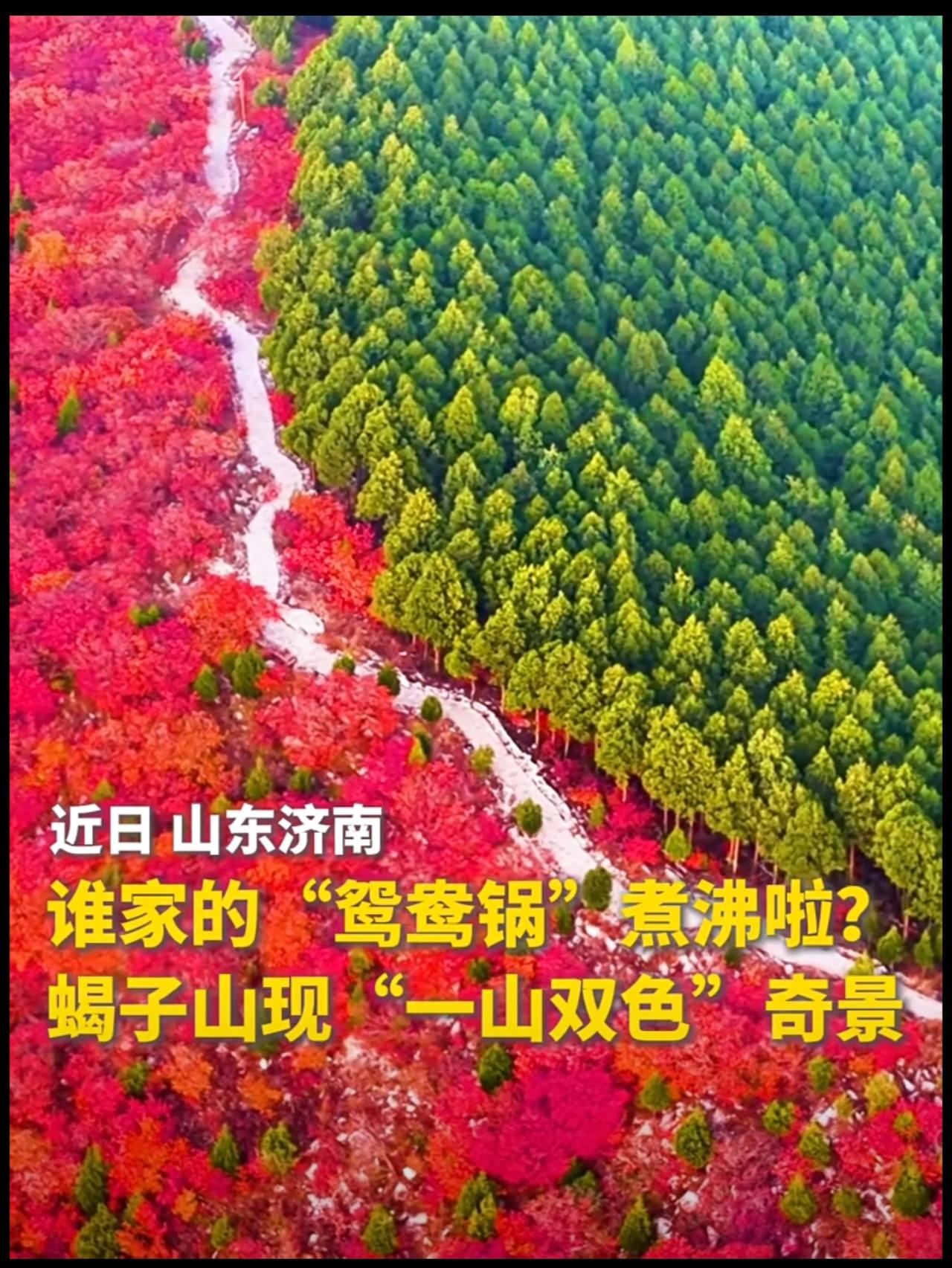 谁家的“鸳鸯锅”煮沸啦？济南蝎子山现“一山双色”奇景（记者：郭绪雷）