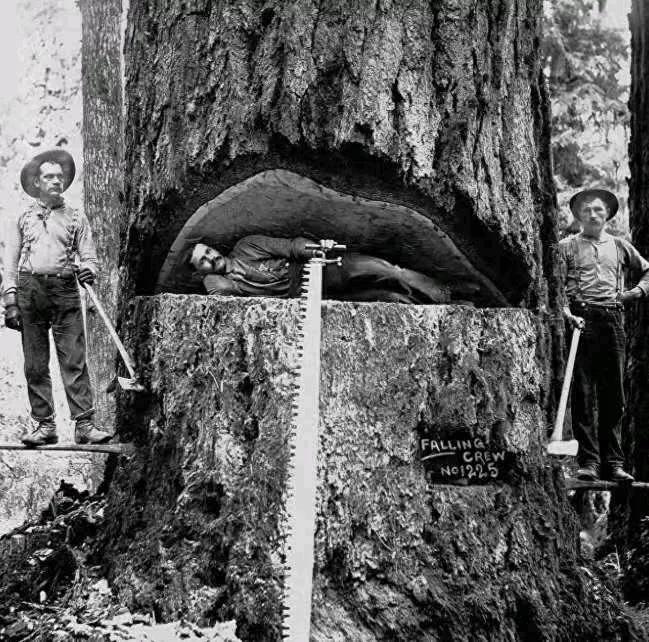 1891 年，美国数十名伐木工，用了 8 天时间，砍倒了一棵 100 米高的千年