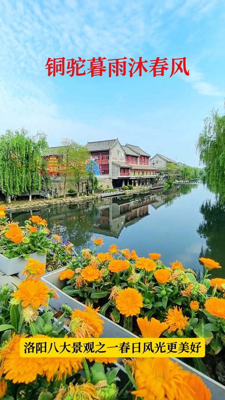 铜驼暮雨沐春风，洛阳八大景观之一春日风光更美好。