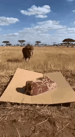 狮子被暗算了，这头猪却当了背锅侠，画面设计的很精彩，视觉冲击力特别的强，可是这样