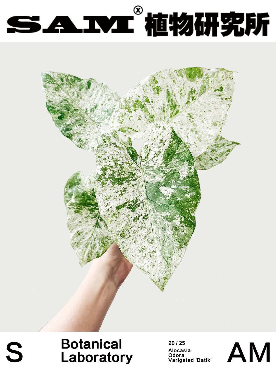 松染海芋｜Alocasia Odora Varigated Batik