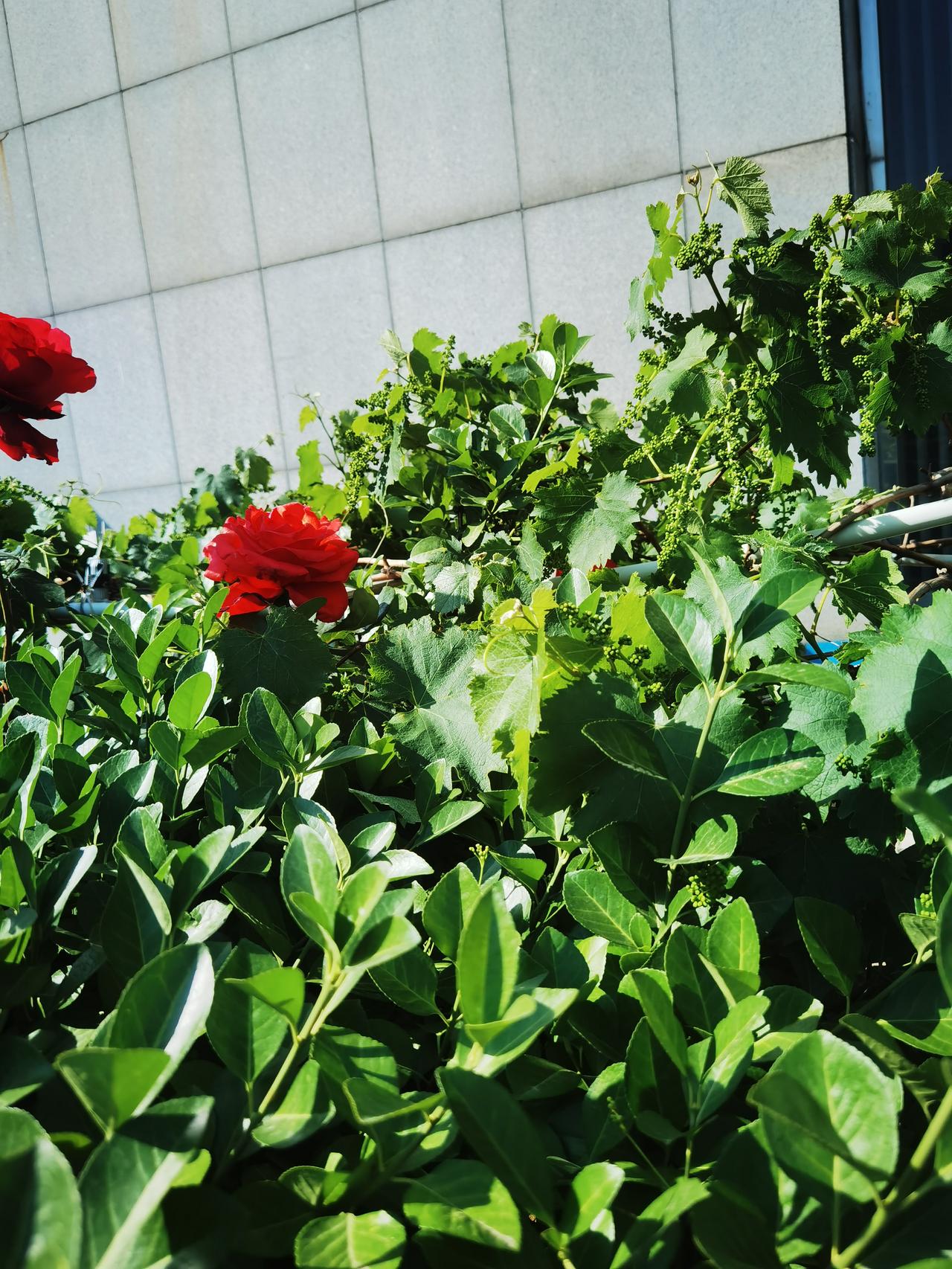 春天是花的季节，这花还没开完，那花就急着登场了。