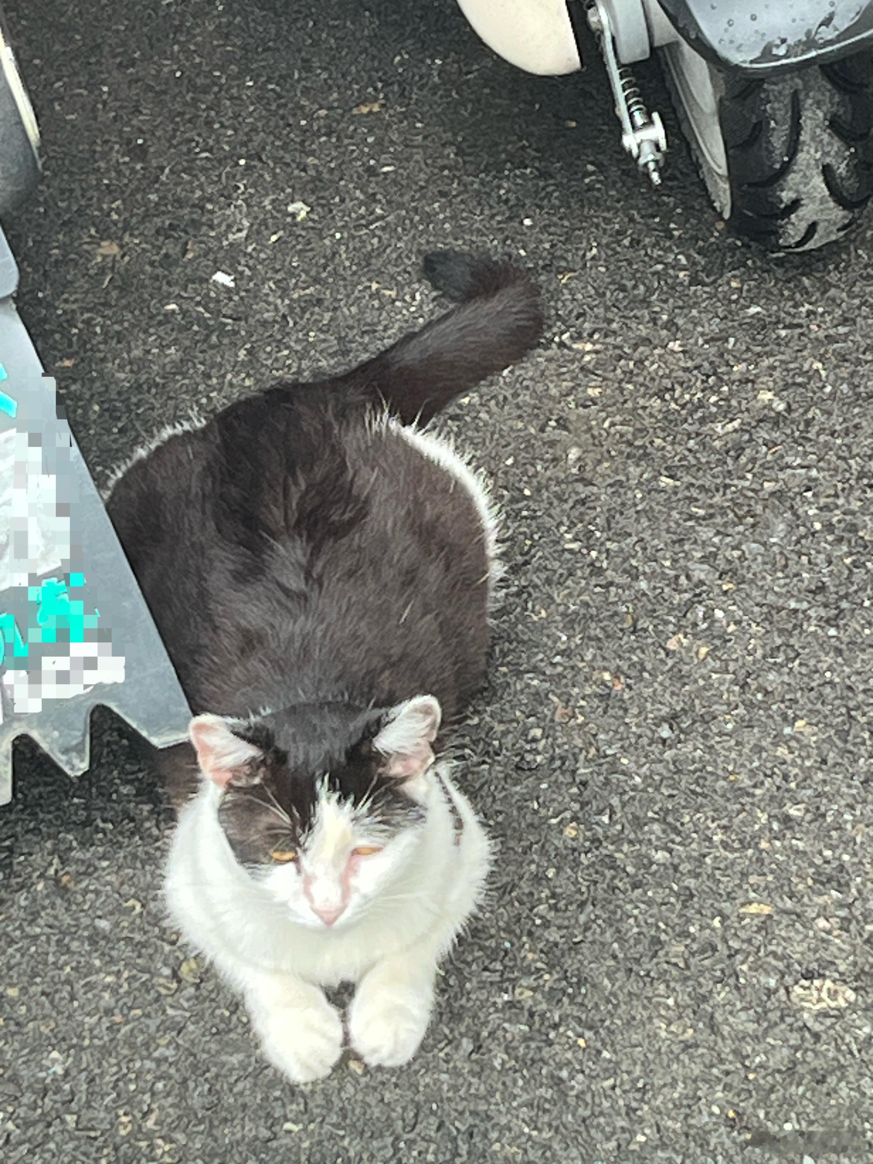 司芬克斯·奶牛猫版
