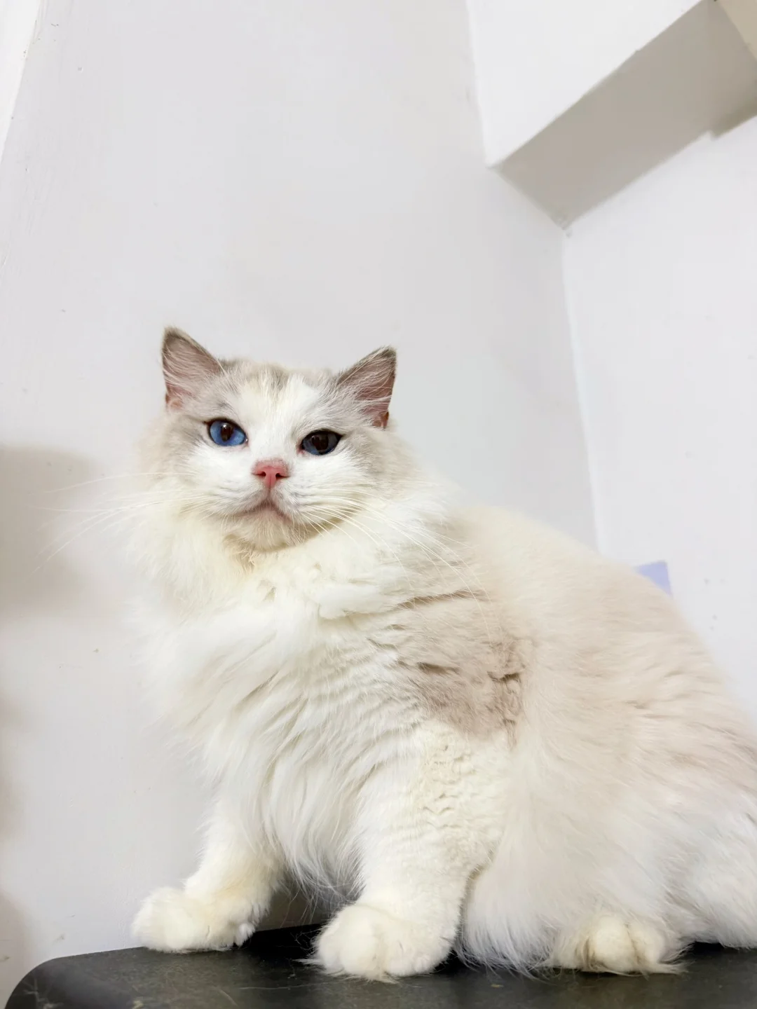 深圳蓝山双布偶领养～黏人小胖子