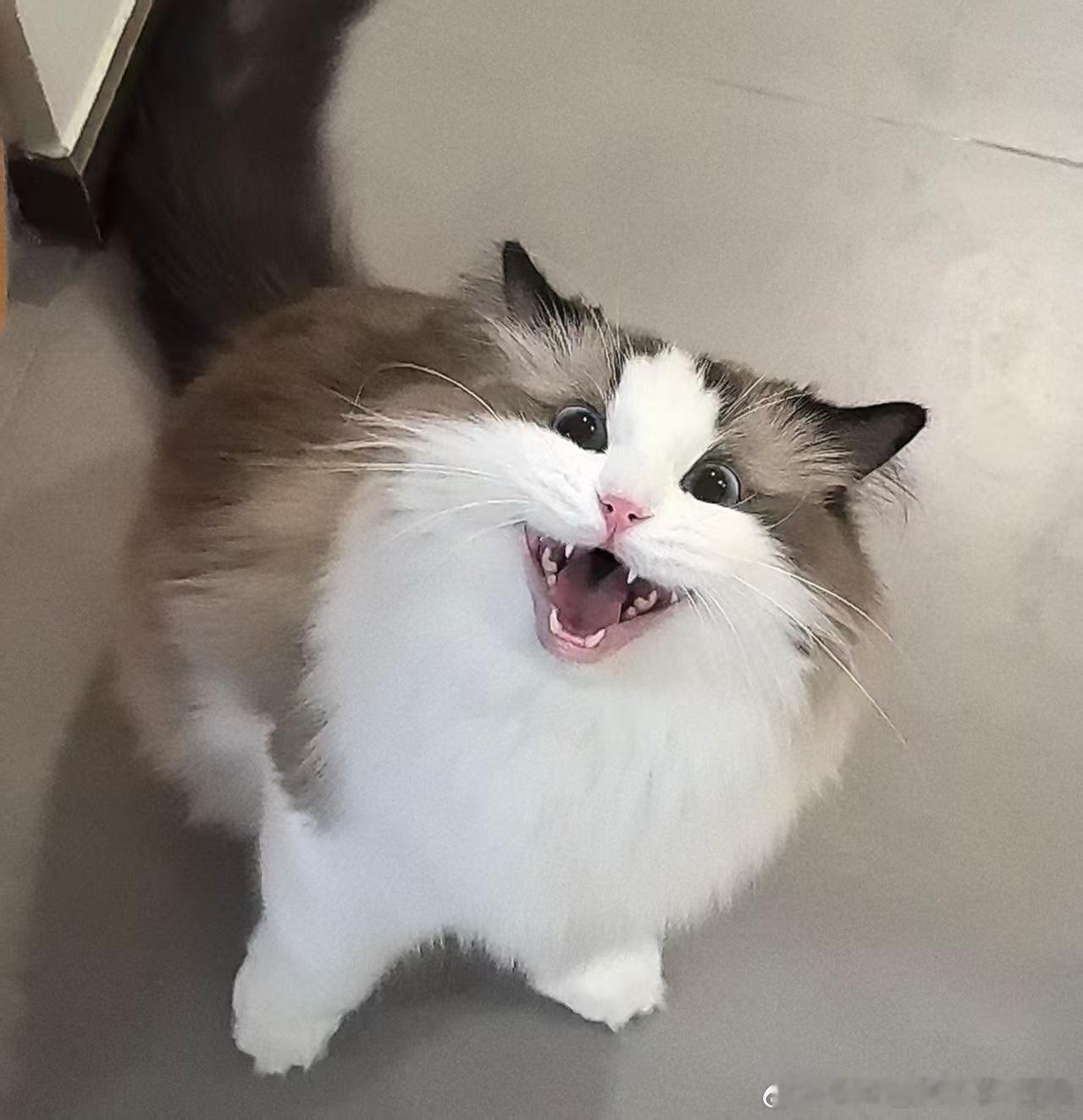 此乃何物啊。。 ​​​