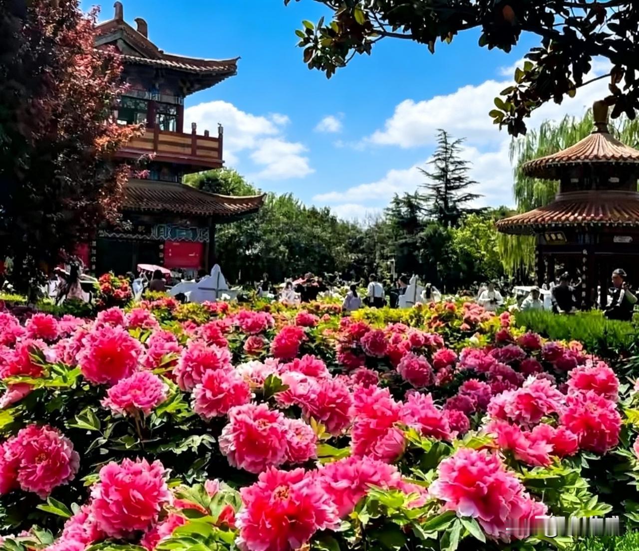 谷雨前后，正是牡丹花盛开的时节。“唯有牡丹真国色，花开时节动京城”。牡丹花为“百