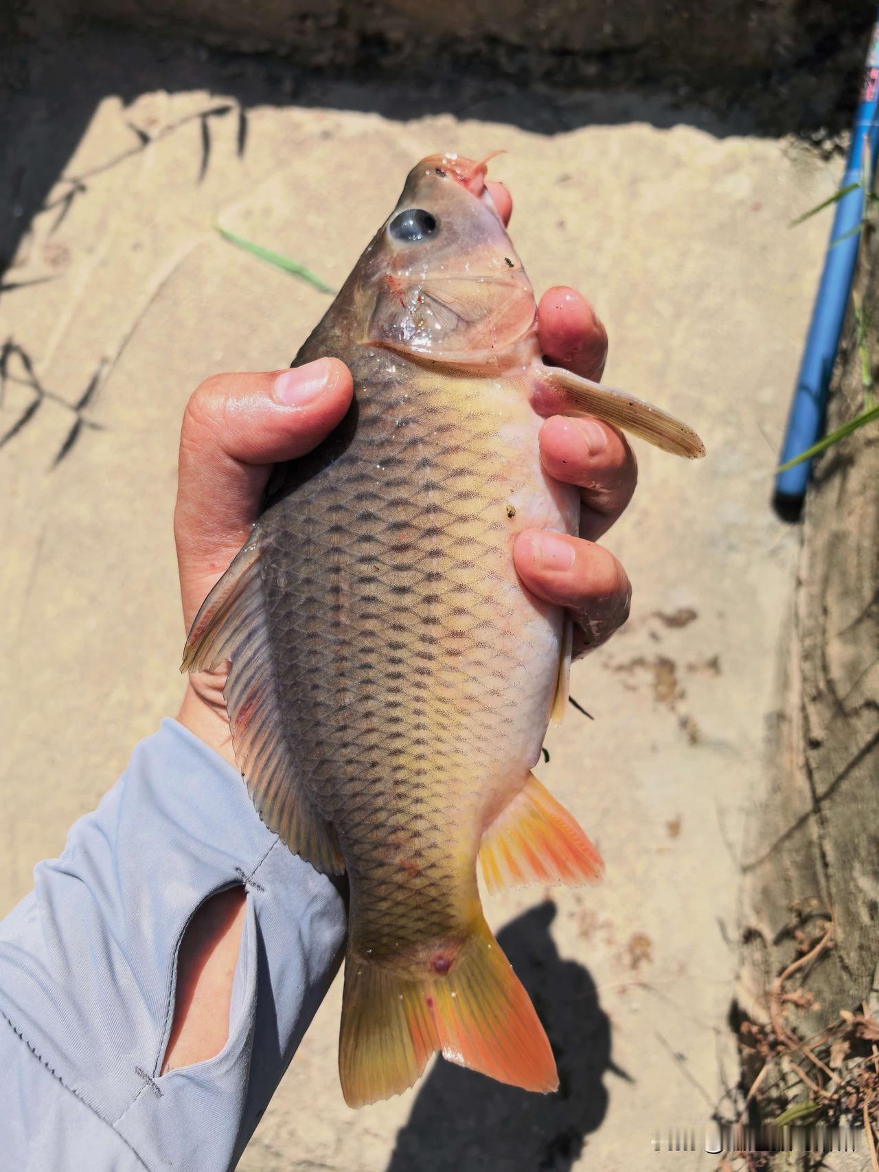 人到中年的室友除了游戏就剩钓鱼🎣

每天下班回来吃了晚饭就投身游戏大业，周末就