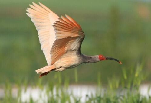 你听说过“桃花鸟”吗？这个名字曾是日本人对朱鹮的爱称。
 
然而这份爱却成了囚笼