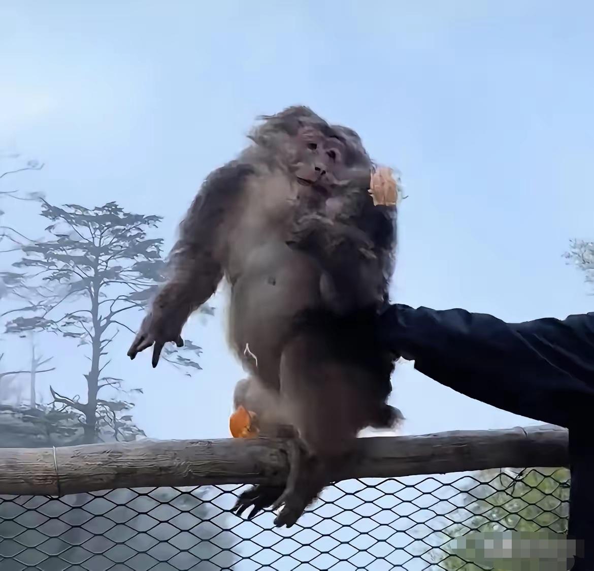 峨眉山那只被推下悬崖的猴子，后来怎么样了？

视频我看了三遍。那个男人悄悄靠近，