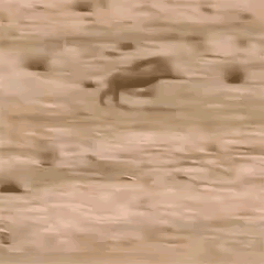 豹子疯狂地扑向野猪，张口咬向猪脖子，钻心的痛让野猪下意识的一个摆尾，豹子扑空，二