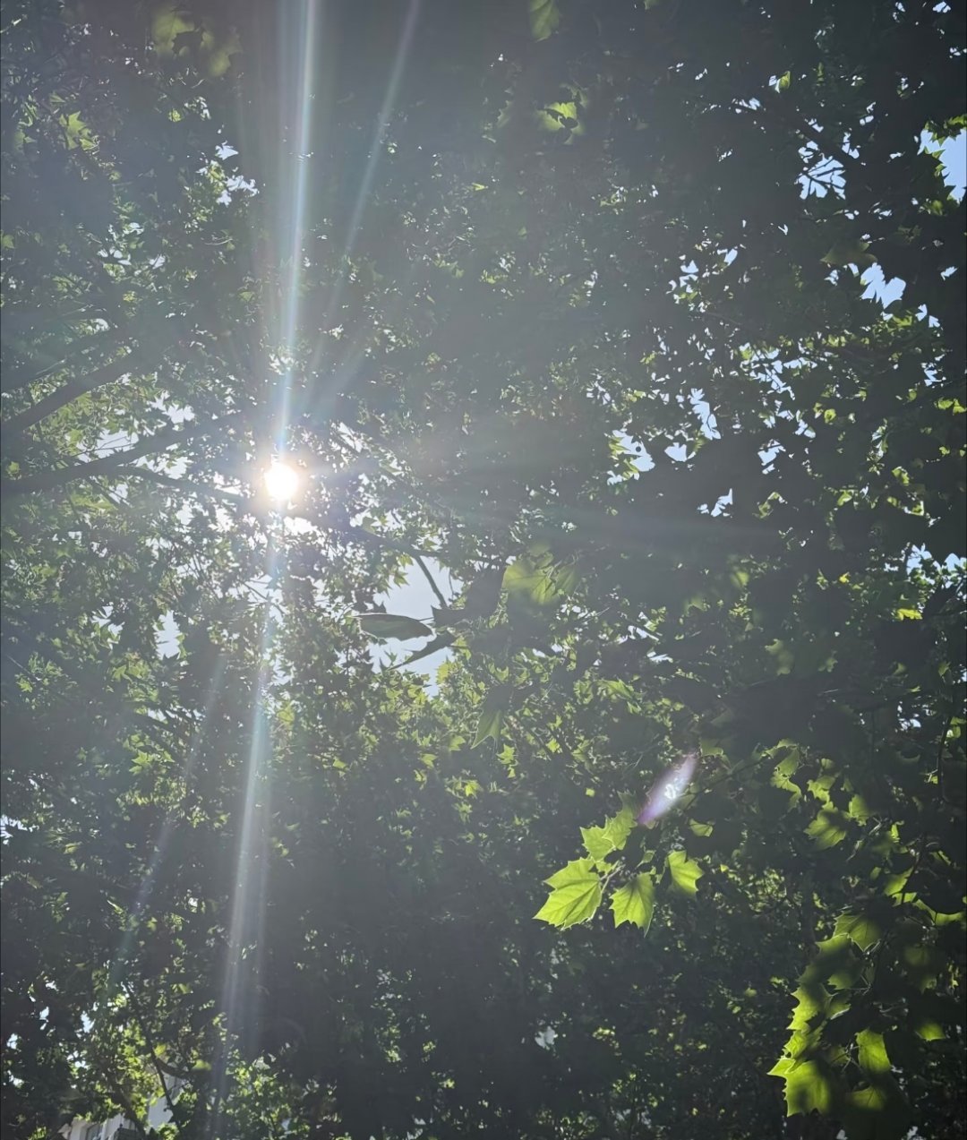阳光透过树叶的缝隙洒下斑驳的光影像是时间的碎片散落在夏日的树荫下风起时树叶沙沙作