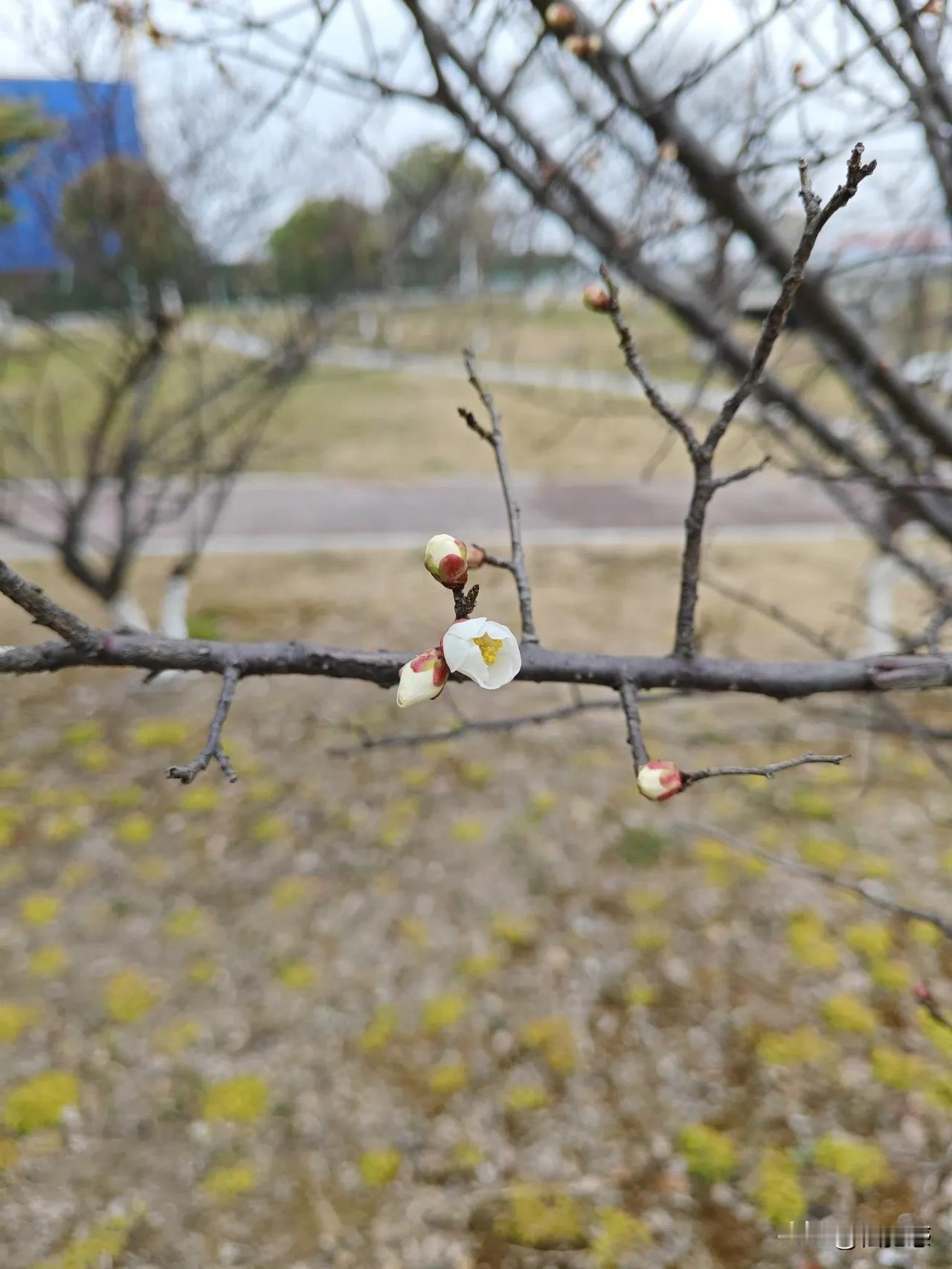 美丽的花朵儿