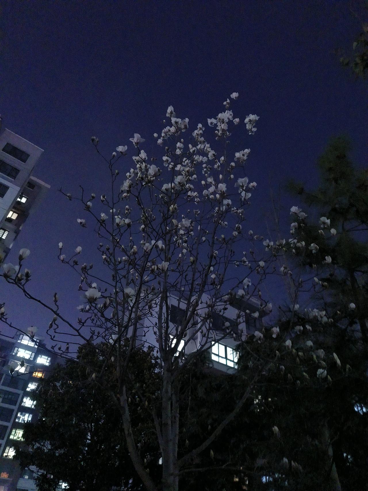 病毒巧施连环计，智齿忙上断头台🙀=_=
被病毒和智齿折磨疯了的一周……
现在感